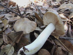 Entoloma subsaundersii
