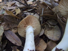 Entoloma subsaundersii