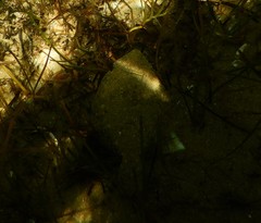 Rhombosolea tapirina