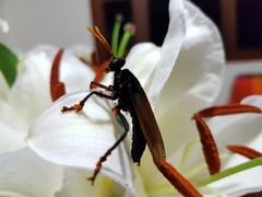 Protomydas rubidapex