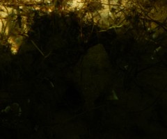 Rhombosolea tapirina