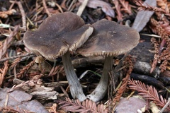 Pluteus phaeocyanopus