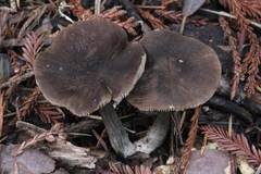 Pluteus phaeocyanopus
