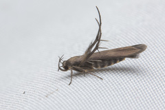 Stathmopodidae