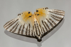Dichocrocis zebralis