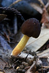 Pluteus vellingae