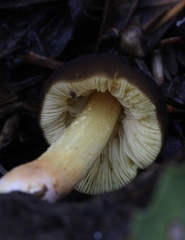 Pluteus vellingae