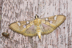 Cotachena pubescens