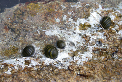 Nerita costata