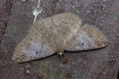 Petelia delostigma