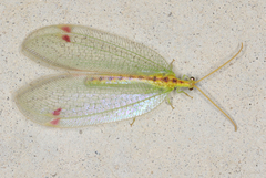 Norfolius howensis