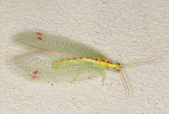 Norfolius howensis