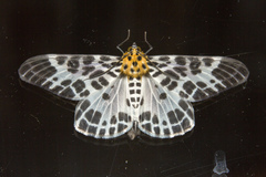 Pogonopygia nigralbata