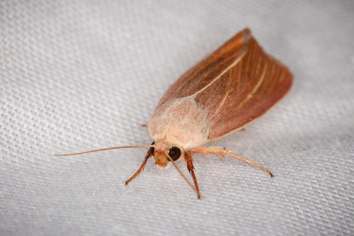 Heliocheilus eodora