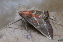 Toccolosida rubriceps