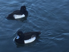 Aythya fuligula
