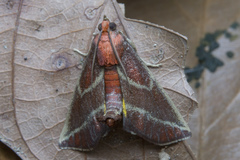 Toccolosida rubriceps