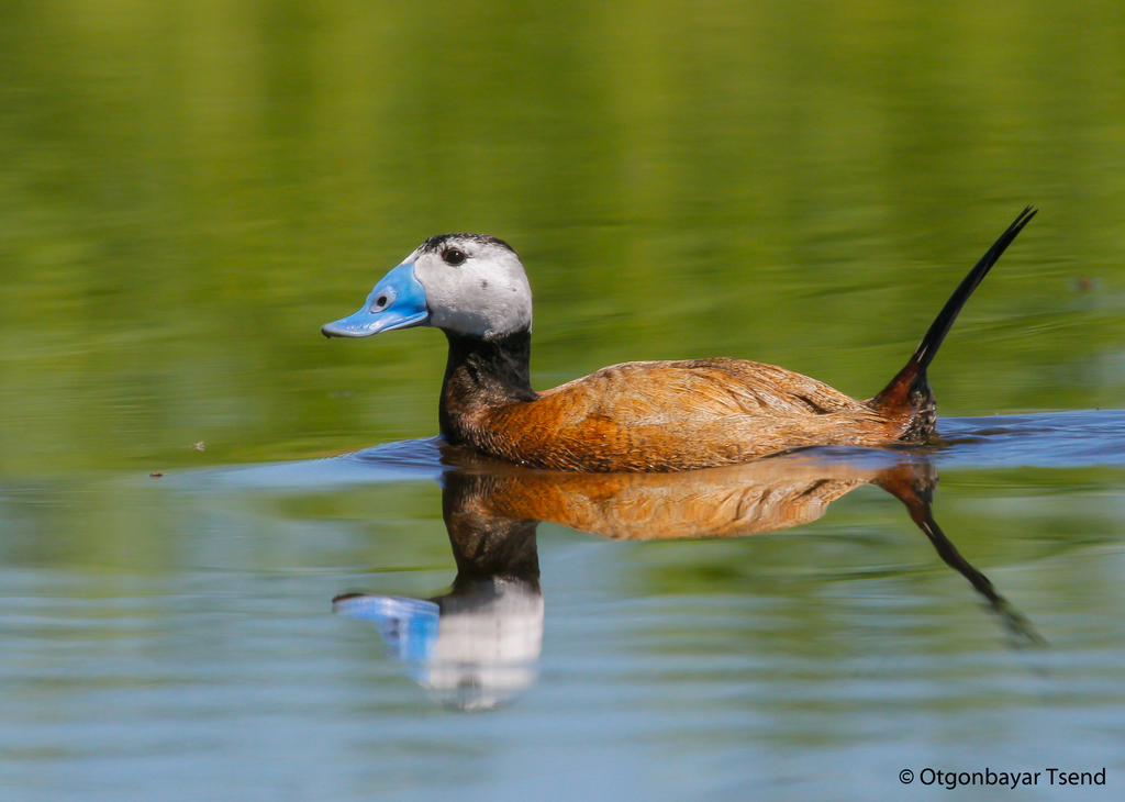 Stiff-tailed Ducks