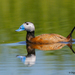 White-headed Duck - Photo (c) Otgonbayar Tsend, some rights reserved (CC BY-NC), uploaded by Otgonbayar Tsend