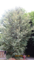 Nothofagus cliffortioides