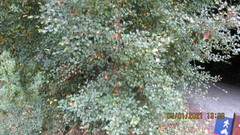 Nothofagus cliffortioides