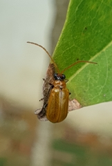 Aulacophora coffeae