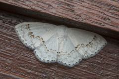 Teldenia specca