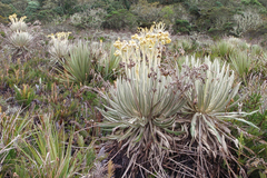 Espeletia killipii