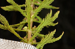 Myriophyllum robustum