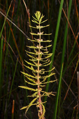 Myriophyllum robustum
