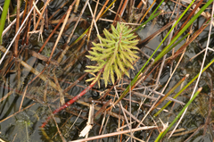 Myriophyllum robustum