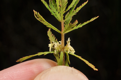 Myriophyllum robustum