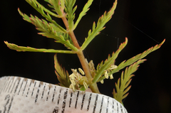 Myriophyllum robustum