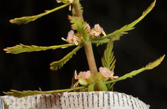 Myriophyllum robustum
