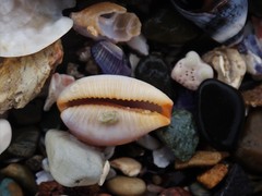 Staphylaea staphylaea