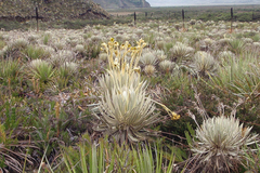 Espeletia killipii