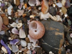 Eurytrochus strangei