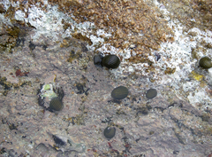 Nerita costata