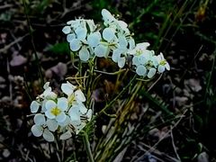 Smelowskia alba