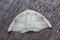 Callidrepana gelidata