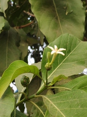 Morinda