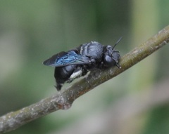 Amegilla violacea