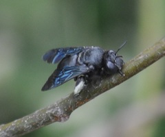 Amegilla violacea