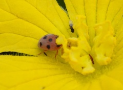 Epilachna tredecimnotata