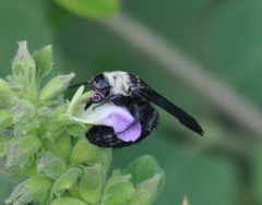 Campsomeriella
