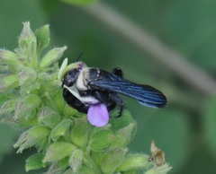Campsomeriella