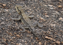 Psammophilus dorsalis