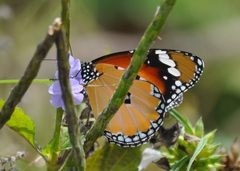 Danaus chrysippus