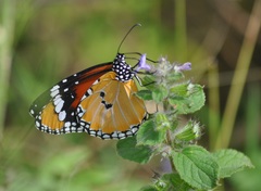 Danaus chrysippus