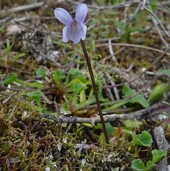 Viola silicestris